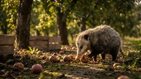 Hedgehog foraging among fallen apples in autumn orchard with warm golden sunlight filtering through trees creating peaceful wildlife scene.