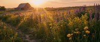Rustic barn surrounded by vibrant wildflower meadow at golden hour sunset with lupines and daisies creating scenic countryside landscape for agriculture concepts.