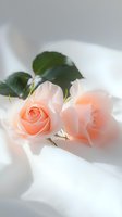 Delicate peach roses with green leaves resting on soft white fabric, bathed in gentle natural light for wedding invitations or romantic designs.