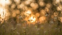 Golden hour meadow with wild grass silhouettes and warm bokeh lights creating dreamy natural background for wellness and mindfulness content.