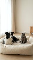 Border collie dog and gray cat sitting together on beige pet bed in modern living room with natural light from window for pet care and friendship concepts.