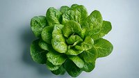 Fresh green lettuce head with crisp leaves photographed from above on gray background, isolated organic produce for healthy eating and food design.