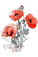 Delicate coral poppies with gray leaves and stems in line art style on white background, botanical floral illustration for stationery and textile design.