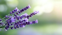 Fresh lavender stems with vibrant purple blooms against soft blurred natural background, capturing aromatic herb in gentle morning light. Perfect for wellness designs.