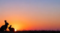 Two rabbit silhouettes sitting in grass against vibrant orange and pink sunset sky. Peaceful nature scene for Easter, spring themes and wildlife content.