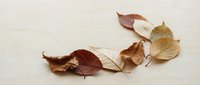 Dried autumn leaves in warm brown and golden tones arranged on neutral background for seasonal decoration and natural design projects.