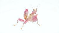 Pink praying mantis with delicate wings and long antennae, isolated on white background for nature and wildlife design projects.
