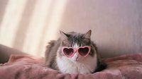 Adorable fluffy gray and white cat wearing pink heart-shaped sunglasses sitting on soft pink bedding with warm sunlight streaming through window.