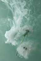 Ethereal dandelion seeds floating through swirling white smoke against mint green background, creating dreamy atmospheric composition for wellness and spiritual concepts.