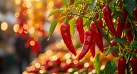Fresh red chili peppers growing on plant with warm bokeh lights background for culinary cooking spice harvest organic farming agricultural food ingredient.