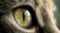 Close-up macro shot of golden yellow owl eye with detailed iris patterns and feather texture surrounding the eye socket for wildlife photography.