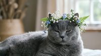 Gray cat wearing floral crown with white and blue flowers, ferns, and greenery indoors. Perfect for pet, animal, and whimsical themed designs and projects.