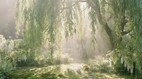 Dreamy weeping willow tree with cascading branches creating natural archway in misty morning light with dappled shadows on ground for peaceful garden design.