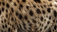 Natural leopard fur texture with distinctive spotted pattern for fashion design and luxury textile applications.
