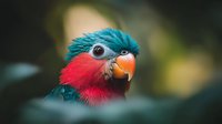 Vibrant close-up portrait of exotic parrot with turquoise feathers and red throat against dark background shows striking details of beak and eye in soft natural lighting.