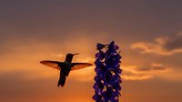 Hummingbird silhouette hovering near purple flower spike against dramatic orange sunset sky with clouds creating peaceful nature scene.