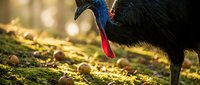 Large flightless bird with vibrant blue and red head coloring foraging on mossy ground in natural forest habitat during golden hour lighting.