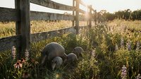Sheep grazing peacefully in wildflower meadow beside wooden fence during golden hour sunset creating serene pastoral countryside scene.