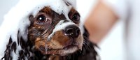 Adorable brown and black dachshund dog with soap suds on head during bath time, close-up portrait showing wet fur and expressive eyes looking at camera.
