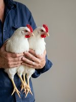 Farmer holding two white chickens with red combs and wattles against neutral background. Poultry farming and animal husbandry concept.