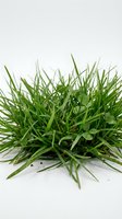 Fresh green grass clump with soil isolated on white background, suitable for garden design, landscaping projects, nature graphics, and environmental illustrations.