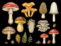 Colorful mushroom collection with forest plants, isolated on transparent background. Includes fly agaric, chanterelle, morel, and more. Great for stickers, t-shirt design, and clipart.