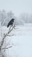 Black crow perched on frost-covered branch during heavy snowfall in winter landscape with blurred forest background for seasonal wildlife photography.