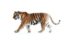Majestic Bengal tiger walking in side view, isolated on white background. Large wild cat with distinctive orange fur and black stripes shows graceful movement.