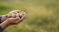 Farmer's hand holding freshly harvested peanuts in shell against blurred green field background, showcasing agricultural harvest and crop production for farming and food industry use.