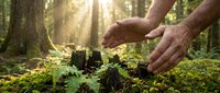 Hands protecting young green seedlings growing from moss-covered forest floor with warm sunlight filtering through trees, symbolizing environmental care and growth.