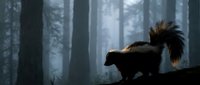 Skunk silhouette in misty forest with dramatic backlighting creating moody wildlife scene for nature photography and outdoor adventure themes.