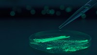 Laboratory pipette dropping sample into petri dish with green fluorescent bacteria culture for scientific research and microbiology experiments.