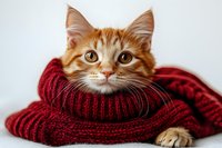 Adorable ginger cat wrapped in cozy burgundy knitted scarf looking at camera with bright amber eyes against light background. Great for winter holiday designs.