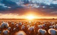 Cotton field at dramatic sunset with fluffy white bolls ready for harvest, golden sunlight streaming through stormy clouds creating magical agricultural landscape.
