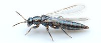 Metallic blue wasp with transparent wings isolated on white background, suitable for educational materials, nature guides, and design projects.