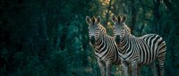 Two zebras standing together in lush green forest environment with dramatic lighting and natural wildlife habitat background for nature photography.