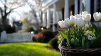 White tulips in woven basket on green lawn with white picket fence and classic house porch, spring garden scene with blooming cherry trees in soft focus background.