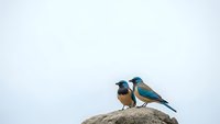 Two colorful jays perched on rock against overcast sky, wildlife photography showcasing natural bird behavior and outdoor environment.