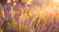Purple lavender flowers and wild grasses illuminated by warm golden sunlight with soft bokeh background creating dreamy summer meadow atmosphere.