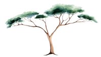 Watercolor African acacia tree with spreading green canopy and brown trunk on white background, isolated botanical art for nature designs and wall decor.