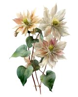 Watercolor clematis flowers with green leaves on stems isolated on white background for botanical art, wedding invitations and floral design projects.