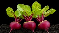 Fresh red beetroots with bright green leaves arranged in row on dark soil against black background, dramatic lighting highlights vibrant produce colors.