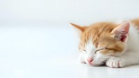 Adorable orange tabby kitten sleeping peacefully on white surface with copy space for pet care, veterinary and animal wellness concepts.