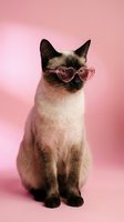 Siamese cat wearing pink heart-shaped sunglasses sitting on pink background for Valentine's Day celebration and romantic pet photography concepts.