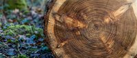 Cross-section of freshly cut tree trunk showing detailed annual growth rings and natural wood grain texture on forest floor with green foliage background.