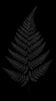 Detailed black fern leaf with multiple feathery fronds arranged symmetrically on transparent background, ready for t-shirts, stickers, clipart and print-on-demand designs.