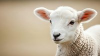 Adorable white lamb with pink ears looking at camera against soft beige background. Farm animal portrait for agricultural and pastoral themed designs.