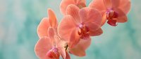Coral pink orchid flowers blooming on stem against soft turquoise background. Tropical exotic plant for spa wellness decor and botanical design projects.