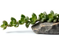 Fresh succulent plant branch with round green leaves growing on dark stone against white background, isolated botanical nature composition.