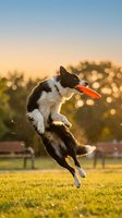 Black and white dog jumping to catch orange frisbee in sunny park setting. Active pet playing outdoors during golden hour with blurred green trees and grass background.